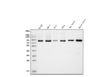 APPL/APPL1 Antibody (monoclonal, 5G11)