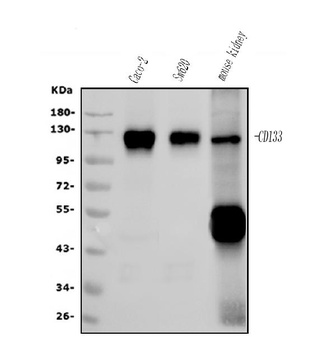 PROM1/CD133 Antibody (monoclonal, 8B6)
