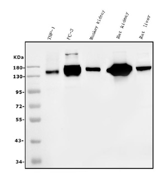 CD13/ANPEP Antibody (monoclonal, 5B9)
