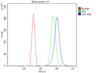 Anti-Carbonic Anhydrase I/CA1 Antibody (monoclonal, 4D5)