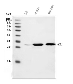 Carbonic Anhydrase I/CA1 Antibody (monoclonal, 2B5)