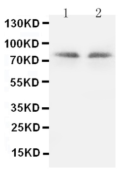 PKC gamma/PRKCG Antibody