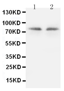 Anti-PKC gamma/PRKCG Antibody