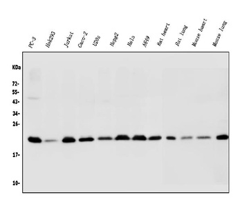 BAK/BAK1 Antibody