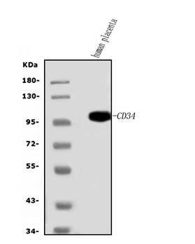 Anti-CD34 Antibody