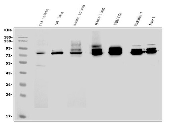 CD97/Adgre5 Antibody