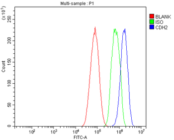 Anti-N Cadherin/CDH2 Antibody