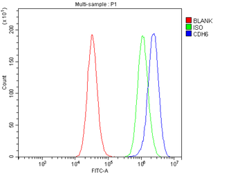Anti-K Cadherin/CDH6 Antibody