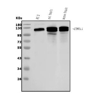 OB Cadherin/CDH11 Antibody