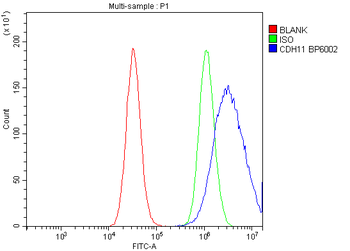 Anti-OB Cadherin/CDH11 Antibody