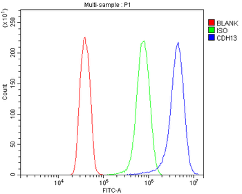 Anti-H Cadherin/CDH13 Antibody