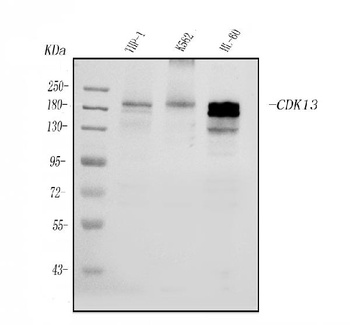 CDK13 Antibody