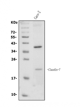 Claudin 7/CLDN-7 Antibody