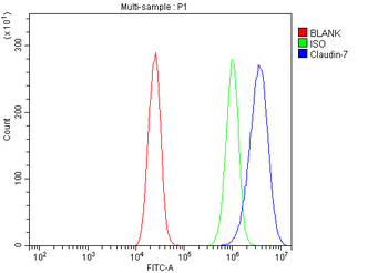 Anti-Claudin 7/CLDN-7 Antibody