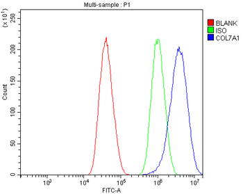 Anti-Collagen VII/COL7A1 Antibody