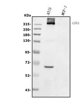 NG2/CSPG4 Antibody