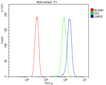 Anti-GMPS Antibody