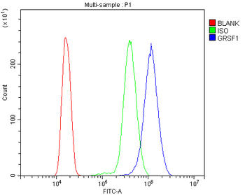 Anti-GRSF1 Antibody