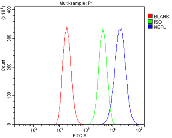 Anti-NEFL/NF-L Antibody