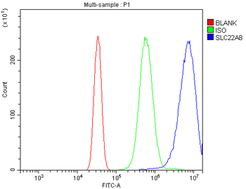 Anti-OAT3/Slc22a8 Antibody