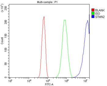 Anti-SCG10/STMN2 Antibody