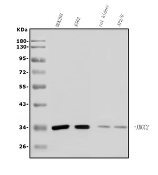 Anti-XRCC2 Antibody