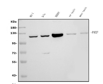 PARP/PARP1 Antibody (monoclonal, 10G9)