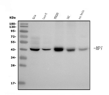 MPI Antibody (monoclonal, 5G5)
