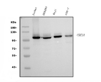 UBE3A Antibody (monoclonal, 3F13)