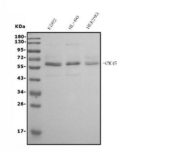 CDC45L Antibody (monoclonal, 6H6)