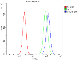 Anti-CDC45L Antibody (monoclonal, 6H6)