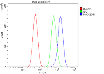Anti-MAG Antibody (monoclonal, 2G11)