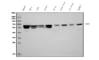 U2AF65/U2AF2 Antibody (monoclonal, 3G9)
