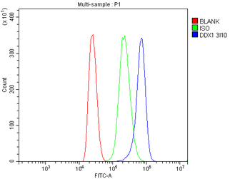 Anti-DDX1 Antibody (monoclonal, 3I10)