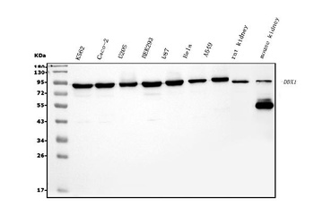 DDX1 Antibody (monoclonal, 2D4)