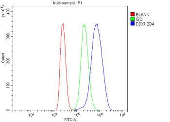 Anti-DDX1 Antibody (monoclonal, 2D4)