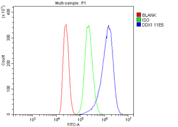 Anti-DDX1 Antibody (monoclonal, 11E5)