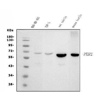 PTBP2 Antibody (monoclonal, 8F11)