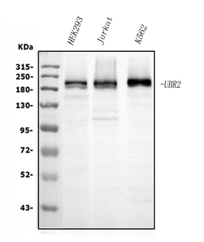 UBR2 Antibody (monoclonal, 2G10)