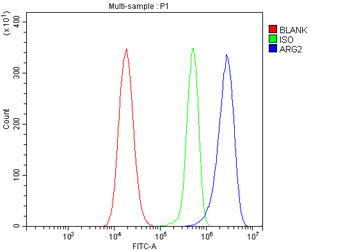 Anti-ARG2 Antibody