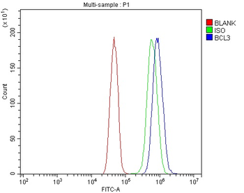 Anti-BCL3 Antibody