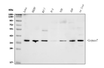 Caspase-7/CASP7 Antibody
