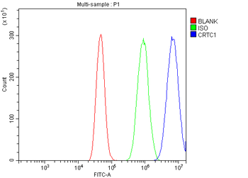 Anti-TORC1/CRTC1 Antibody