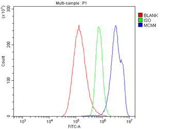 Anti-MCM4 Antibody
