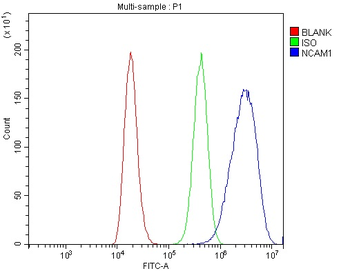 Anti-NCAM1 Antibody