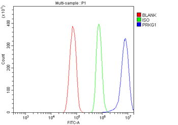 Anti-cGKI/PRKG1 Antibody