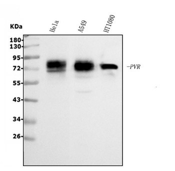 Poliovirus Receptor/PVR Antibody