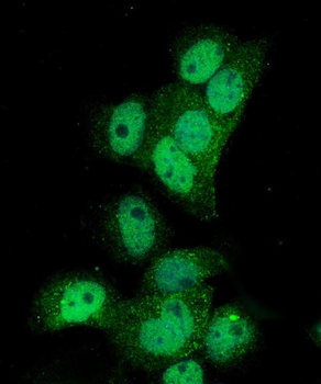 Anti-Poliovirus Receptor/PVR Antibody