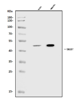 Anti-MADH7/SMAD7 Antibody