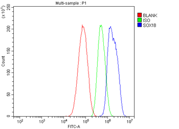 Anti-SOX18 Antibody